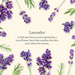 Beekman Lavender Hand Cream 2 oz.
