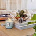 Voluspa California Summers Reed Diffuser